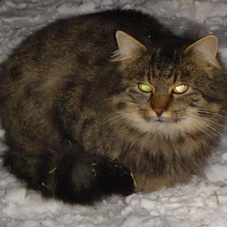 Bauernhof Gappmayrhof *