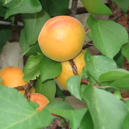 팜스테이 Gappmayrhof *