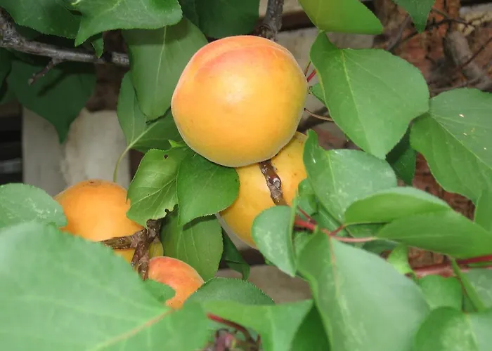 בית חווה Gappmayrhof *